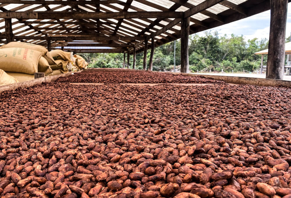 Cocoa farmers working