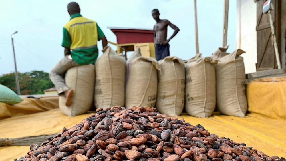 Cocoa traceability
