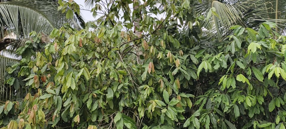 Sustainable agriculture