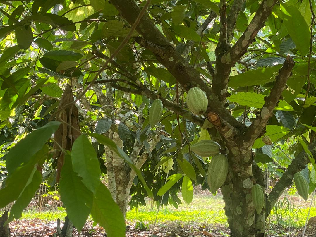 Cocoa traceability