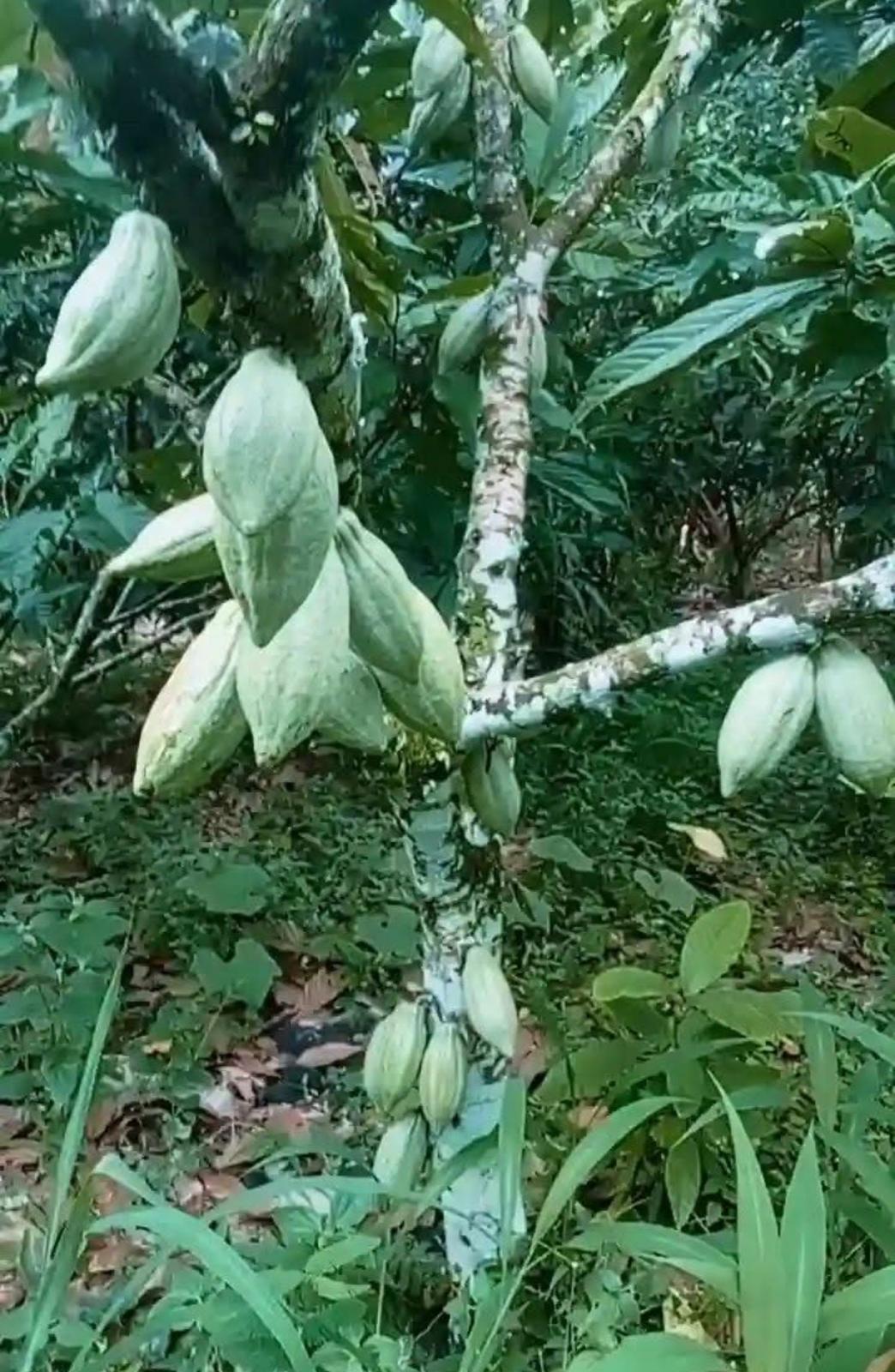 Agricultural certification